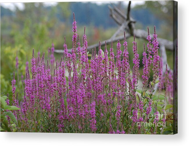 Flowers Acrylic Print featuring the photograph Purple Pleasures by Bianca Nadeau