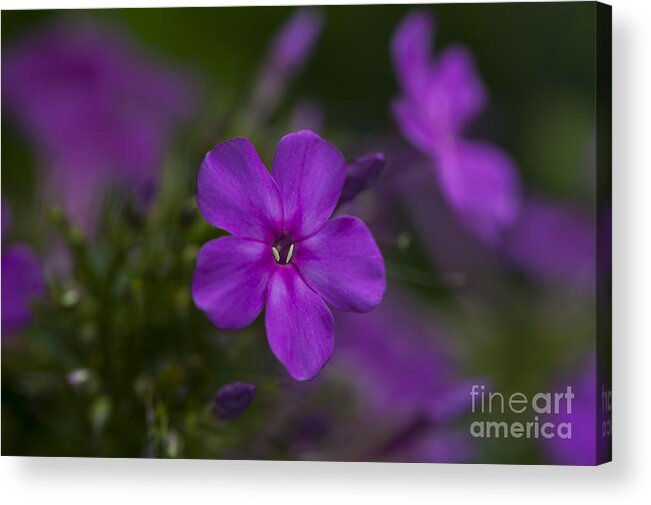 Wildflowers Acrylic Print featuring the photograph Purple Portal by Dan Hefle