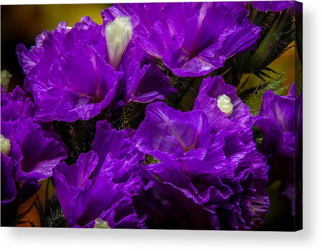 Flower Acrylic Print featuring the photograph Purple Statice by Ron Pate