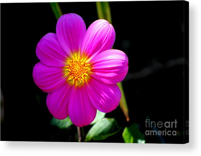 Dahlia Acrylic Print featuring the photograph Purple Dahlia by Jill Black