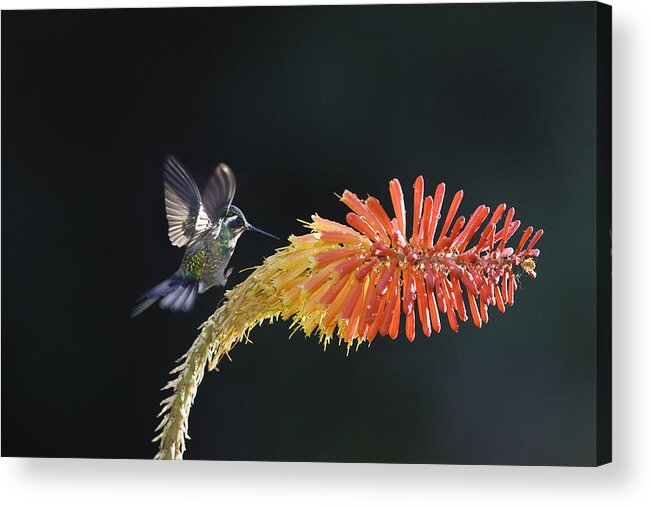 Feb0514 Acrylic Print featuring the photograph Purple-throated Mountain-gem Hummingbird by Konrad Wothe