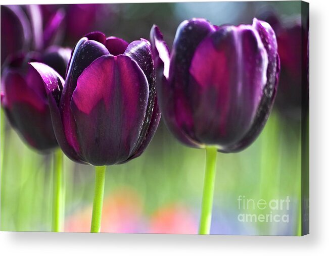 Tulip Acrylic Print featuring the photograph Purple tulips by Heiko Koehrer-Wagner