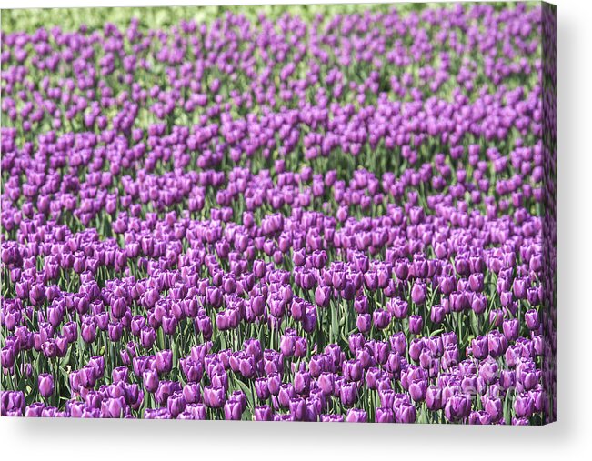Keukenhof Acrylic Print featuring the photograph Purple tulips by Patricia Hofmeester