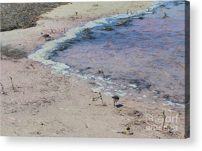 Seascape Acrylic Print featuring the photograph Purple Waters by Jeanne Forsythe