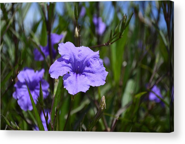 Purple Acrylic Print featuring the photograph Purple Wild Flower by Jody Lane
