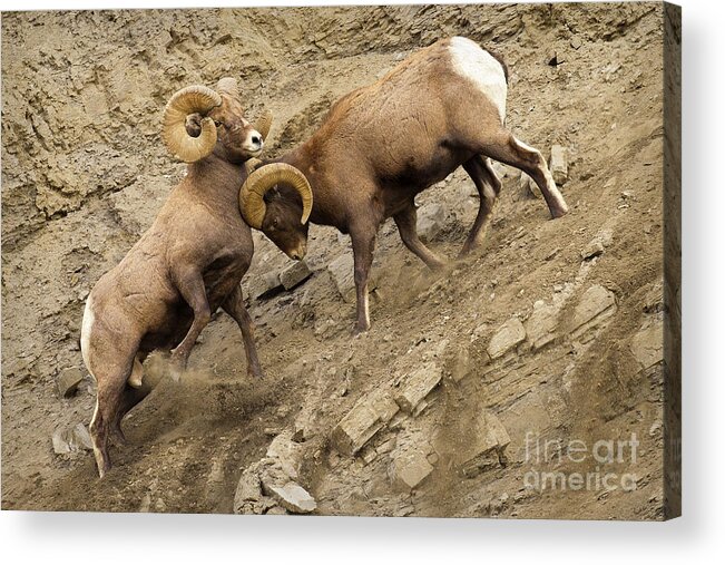 Bighorn Rams Acrylic Print featuring the photograph Pushy by Aaron Whittemore