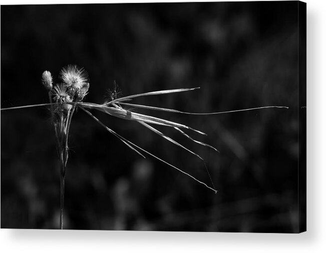 Pussy Toes Acrylic Print featuring the photograph Pussy Toes and Detritus by Michael Dougherty