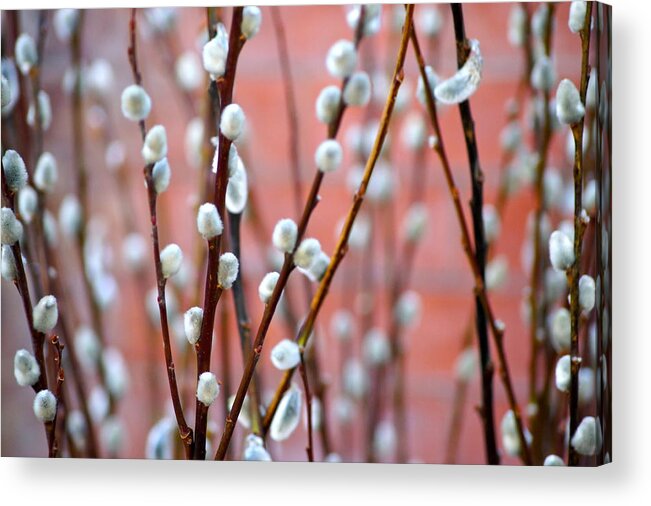 Spring Acrylic Print featuring the photograph Pussy Willows by Ira Shander