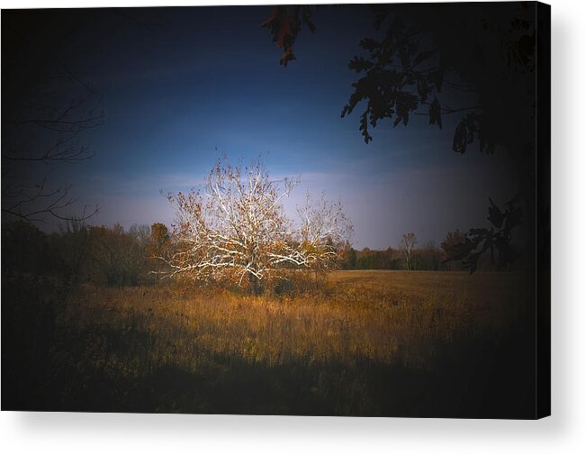 Sycamore Tree Acrylic Print featuring the photograph Quarter Sawn Wood of Sycamore by Randall Branham