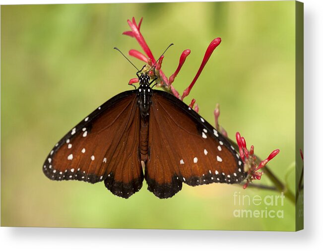 Queen Butterfly Acrylic Print featuring the photograph Queen Butterfly by Meg Rousher