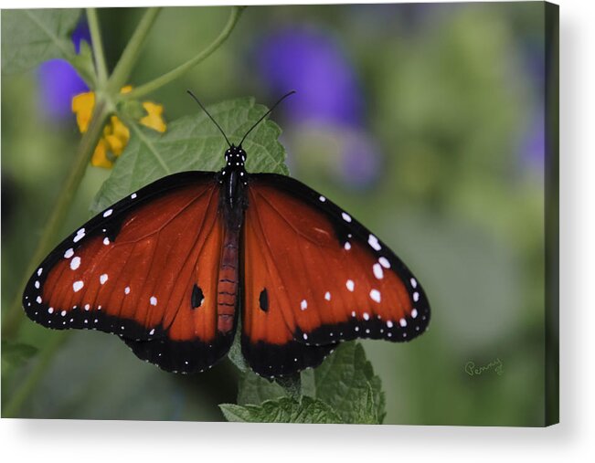  :penny Lisowski Acrylic Print featuring the photograph Queen Butterfly by Penny Lisowski