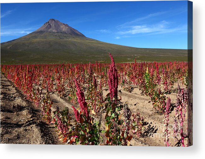 Quinoa Acrylic Print featuring the photograph Quinoa Field Chile by James Brunker