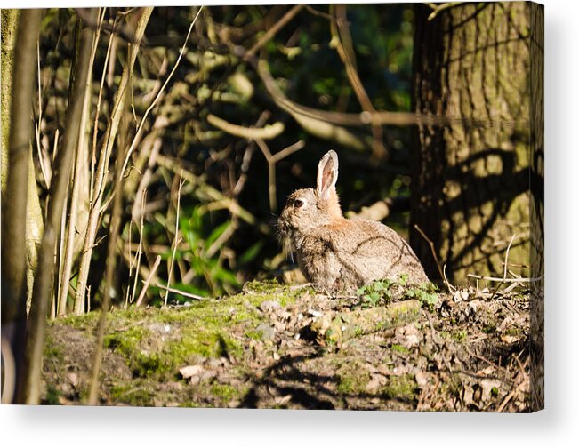 Animal Acrylic Print featuring the photograph Rabbit in the woods by David Head