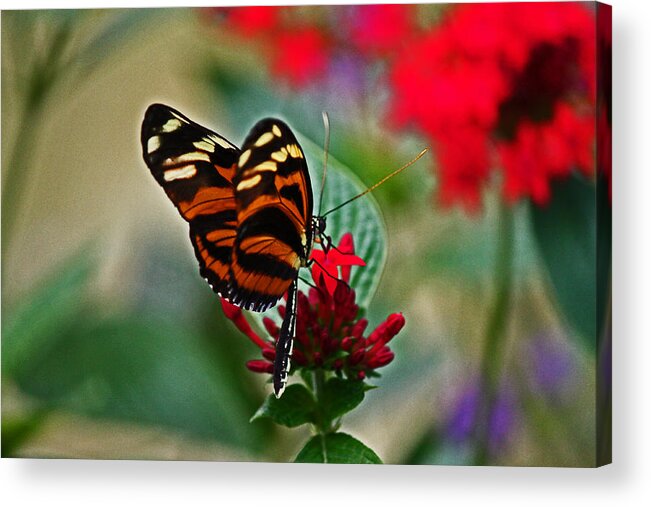 Butterfly Acrylic Print featuring the photograph Radiant butterfly by Lily K