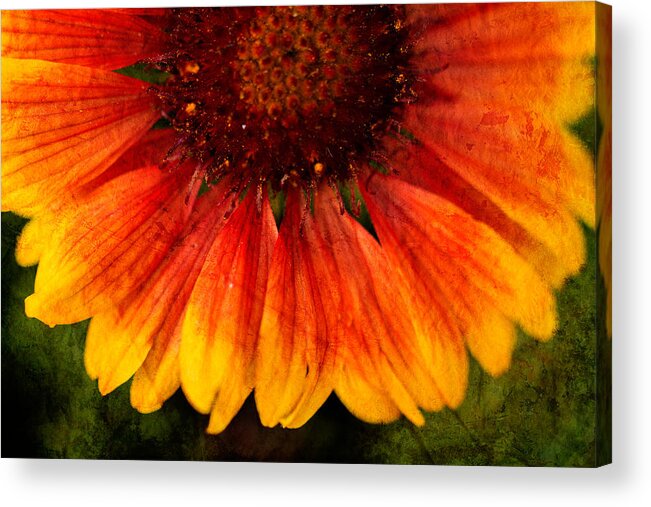 Floral Acrylic Print featuring the photograph Radiant by Randy Wood