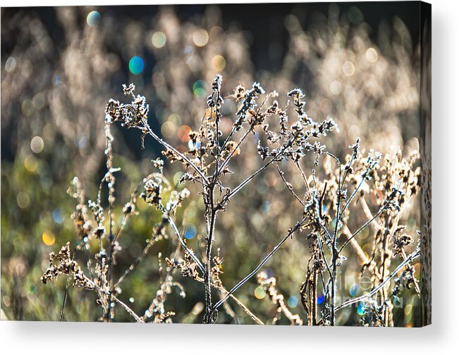 Frost Acrylic Print featuring the photograph Rainbow Bokeh by Cheryl Baxter
