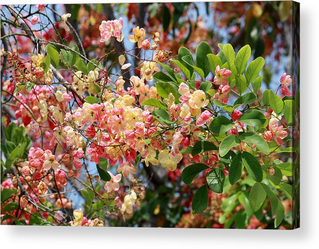 Colorful Acrylic Print featuring the photograph Rainbow Shower Tree by Karen Nicholson