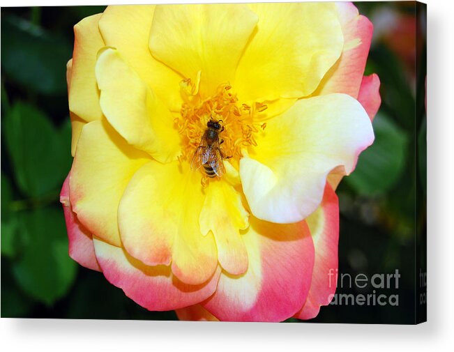 Bee Acrylic Print featuring the photograph Rainbow Wings by Debra Thompson