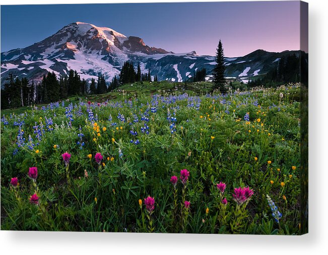 Mount Rainier Acrylic Print featuring the photograph Rainier Flowering Meadow by Dan Mihai
