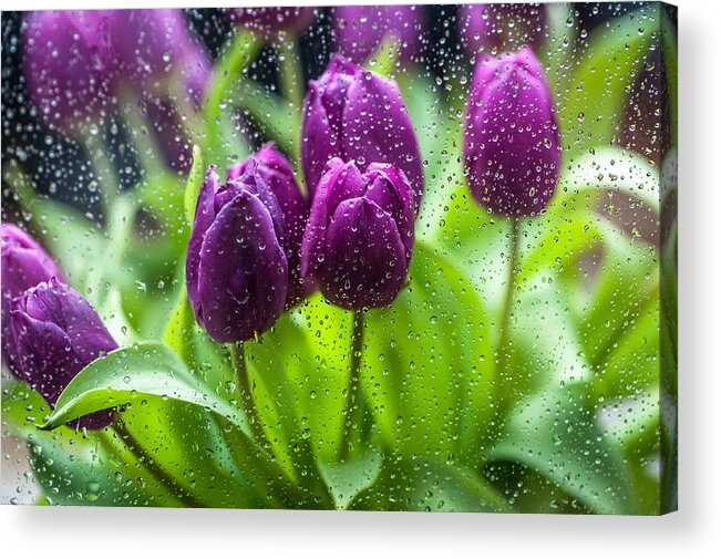 Netherlands Acrylic Print featuring the photograph Rainy Tulips 1 by Jenny Rainbow