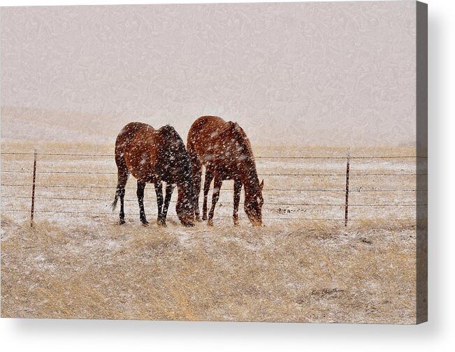 Brown Horses Acrylic Print featuring the photograph Ranch Horses in Snow by Kae Cheatham