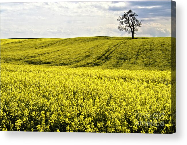 Heiko Acrylic Print featuring the photograph Rape landscape with lonely tree by Heiko Koehrer-Wagner