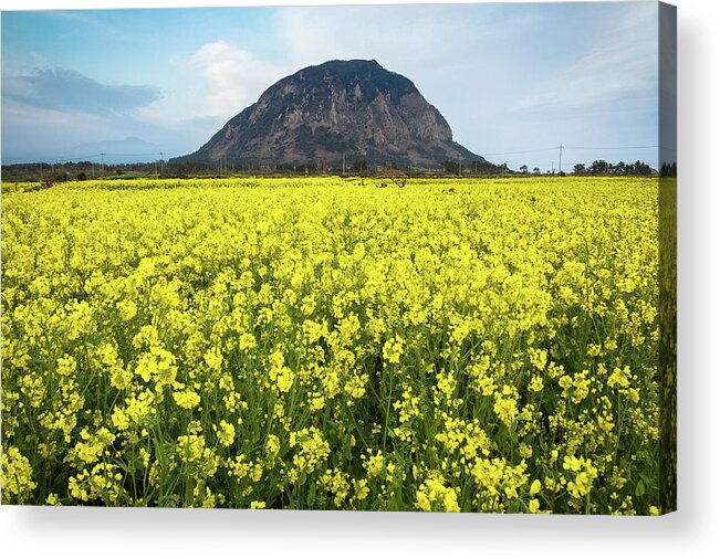 Seogwipo Acrylic Print featuring the photograph Rapeseed Blossoms On Jeju Island by Eric Hevesy