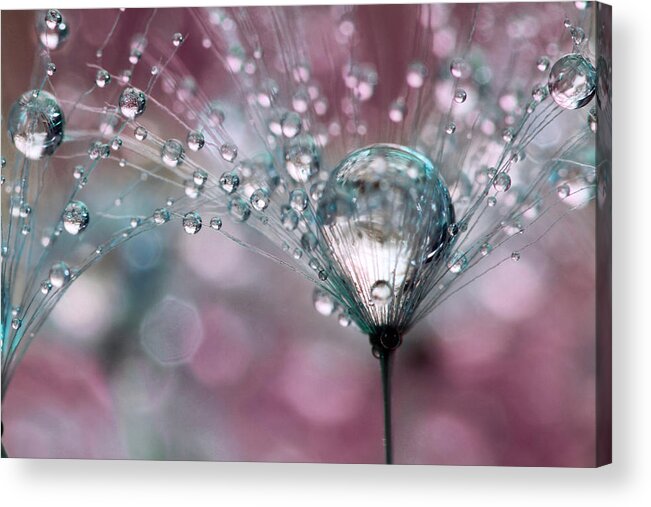 Dandelion Acrylic Print featuring the photograph Rasberry Sparkles by Sharon Johnstone