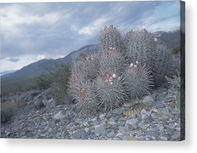 Animal Acrylic Print featuring the photograph Rattlesnake In Death Valley by Steve Cooper