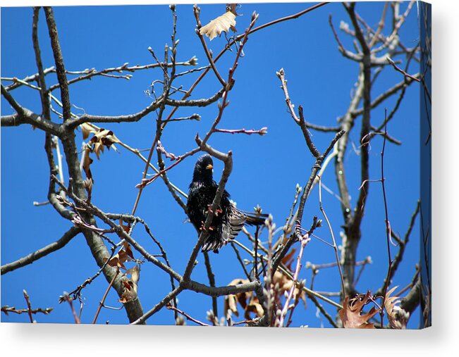 Raven Acrylic Print featuring the photograph Raven Feather Fluff by Lorna Rose Marie Mills DBA Lorna Rogers Photography