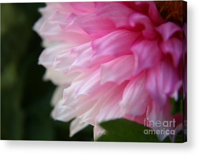 Dahlia Acrylic Print featuring the photograph Reach #2 by Lynn England