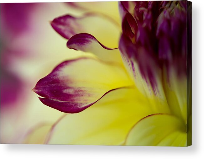 Floral Acrylic Print featuring the photograph Reach Out by Mary Jo Allen
