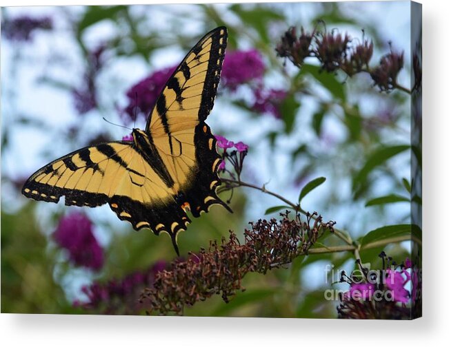 Butterfly Acrylic Print featuring the photograph Ready For Take Off by Judy Wolinsky