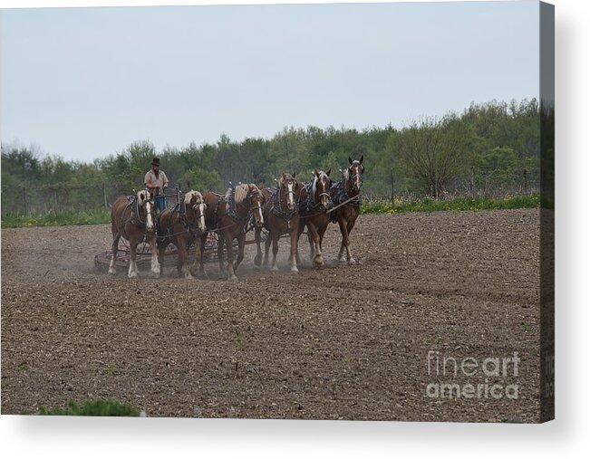 Amish Acrylic Print featuring the photograph Ready the Ground 1 by David Arment