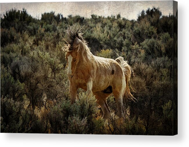 Ready To Rumble Acrylic Print featuring the photograph Ready To Rumble by Wes and Dotty Weber