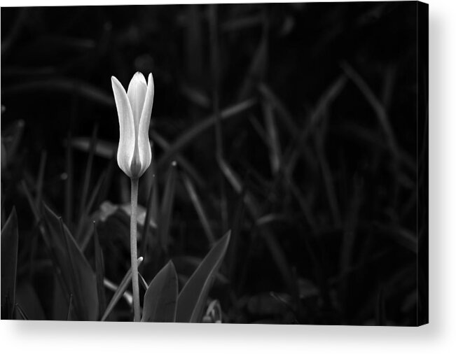 White Acrylic Print featuring the photograph Reborn by Scott Norris
