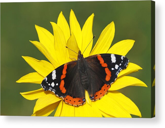 Silvia Reiche Acrylic Print featuring the photograph Red Admiral Butterfly Netherlands by Silvia Reiche