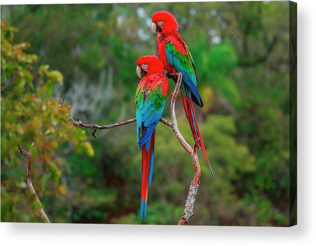 Macaw Acrylic Print featuring the photograph Red-and-green Macaws, Ara Chloroptera by Mint Images/ Art Wolfe