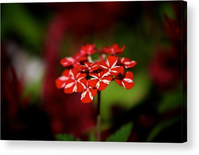 Red Acrylic Print featuring the photograph Red and white flower by Prince Andre Faubert