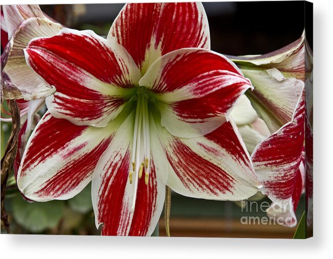 Flowers Acrylic Print featuring the photograph Red and White by Kathy McClure