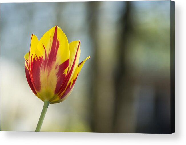 Tulip Acrylic Print featuring the photograph Red and Yellow Tulip on Blurred Background by Photographic Arts And Design Studio