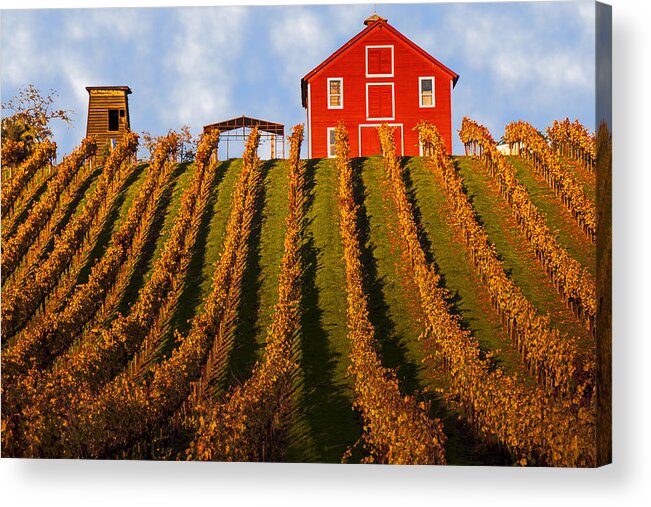 Red Acrylic Print featuring the photograph Red Barn In Autumn Vineyards by Garry Gay
