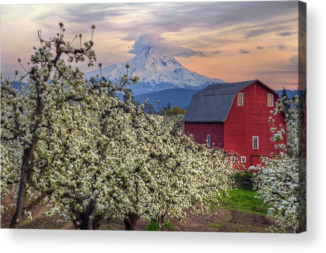 Red Barn Acrylic Print featuring the photograph Red Barn in Hood River Pear Orchard by David Gn