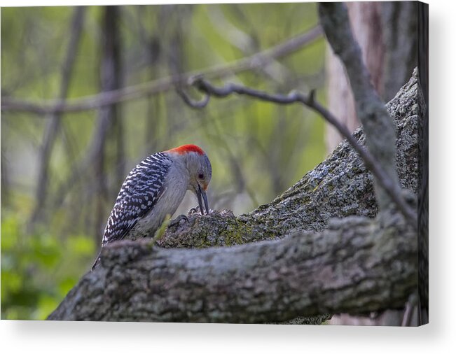 Bird Photography Acrylic Print featuring the photograph Red-bellied Woodpecker 2 by Gary Hall