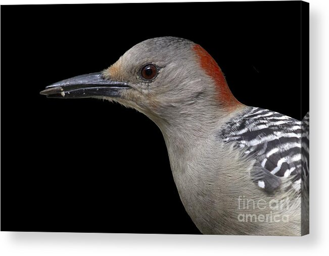 Red-bellied Woodpecker Acrylic Print featuring the photograph Red-bellied Woodpecker by Meg Rousher