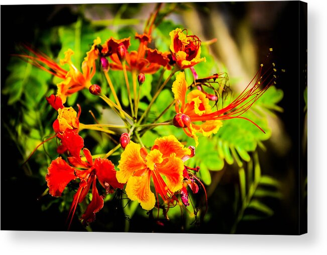 Flowers Acrylic Print featuring the photograph Red Bird of Paradise by George Kenhan
