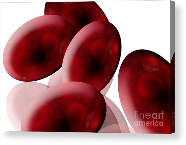 Anatomy Acrylic Print featuring the photograph Red Blood Cells by Sigrid Gombert