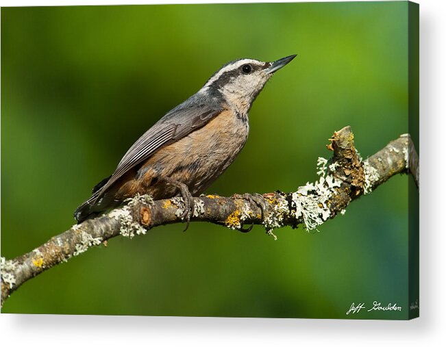Animal Acrylic Print featuring the photograph Red Breasted Nuthatch in a Tree by Jeff Goulden