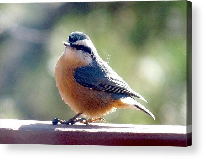 Colorado Acrylic Print featuring the photograph Red-breasted Nuthatch by Marilyn Burton