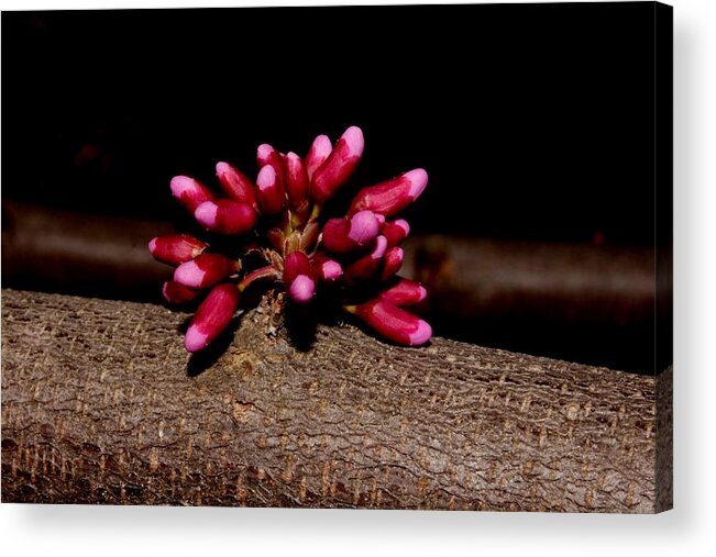Nature Acrylic Print featuring the photograph Red Bud Buds by Robert Morin